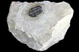Detailed Gerastos Trilobite Fossil - Morocco #134085-1